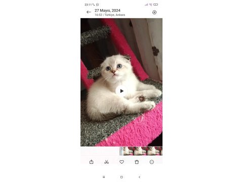 Ücretli sahiplendirme british longhair