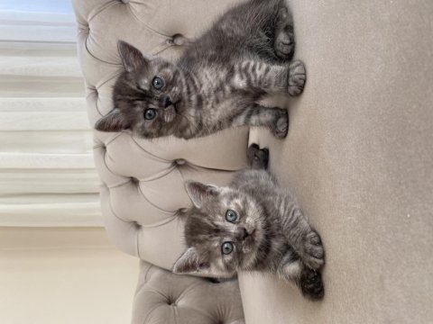 Erkek british shorthair