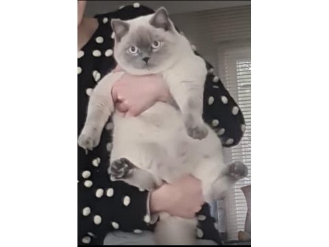Son yavrum blue point british shorthair