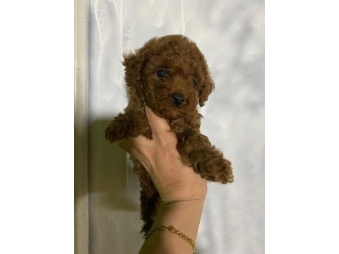 Evde bakılan sağlık ve ırk garantili poodle bebek