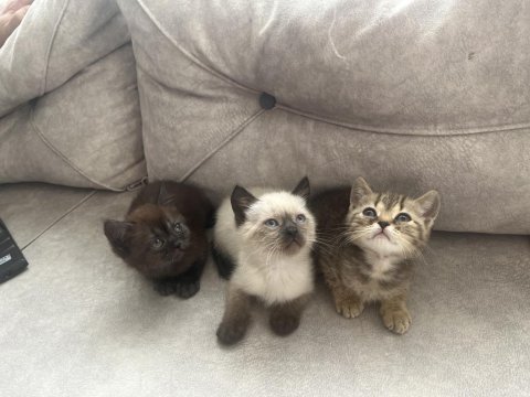 British shorthair silver tabby blue point kedilerimiz