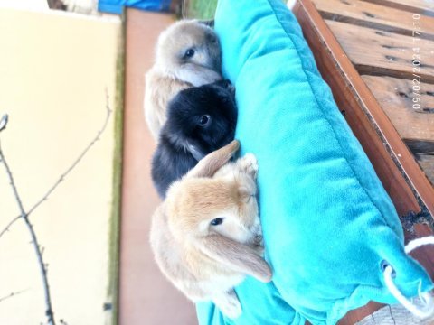 Hollanda mini lop tavşanlar şeker yavrular