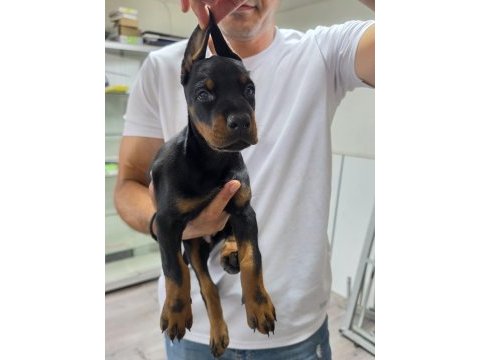 Doberman şecereli