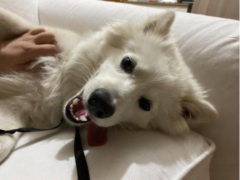 Japon spitz kalıcı yuva