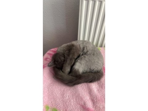 3 yasındaki british shorthair kedimiz sahiplendirilecektir