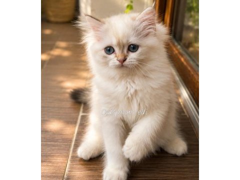 Prenses british longhair kedimiz çorap