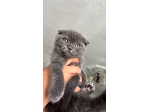 Kedilerimin ikiside erkek kuru mama ve tuvalet eğitimleri