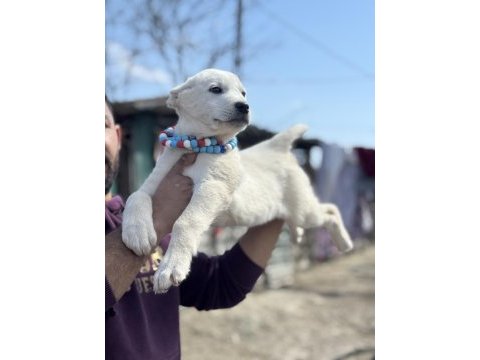 Kangal ve anadolu çoban akbaş