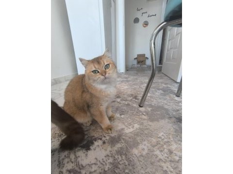 Safkan british longhair yavrularım
