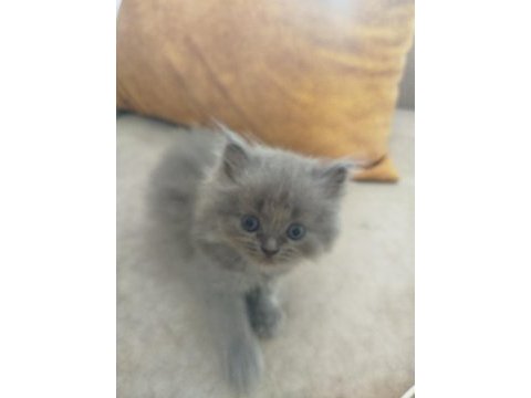 40 günlük british longhair