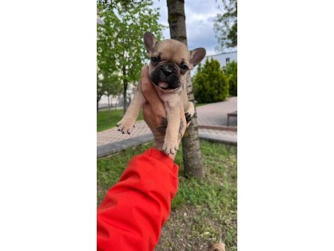 Özel renk french bulldog yavruları