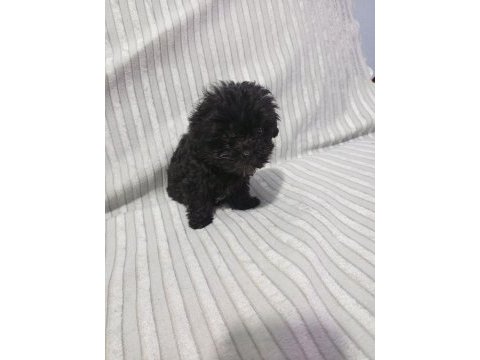 Morkie yavru