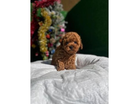 Referans yavru toy poodle
