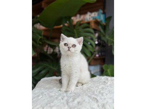 Sağlık ve ırk garantili british shorthair