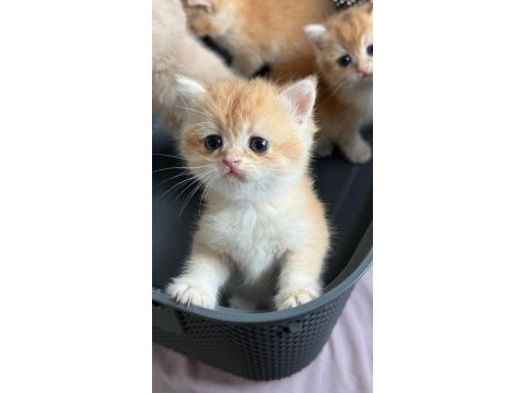 British shorthair ny ay bebekler