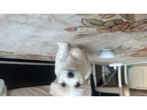 70 günlük yavru maltese terrier erkek
