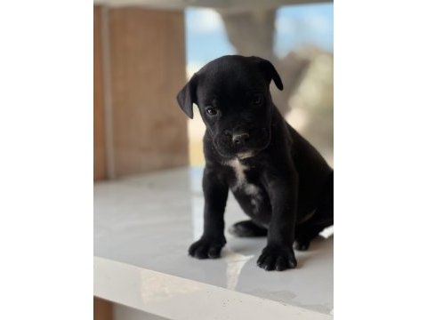 Cane corso yavrular