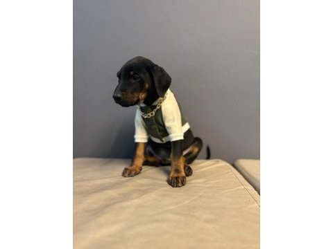 Aşılı doberman bebekler