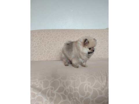 Pomeranian teddy erkek