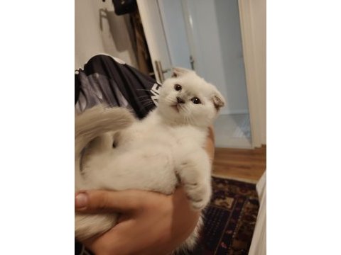 Scottish fold kedimize yuva aranıyor