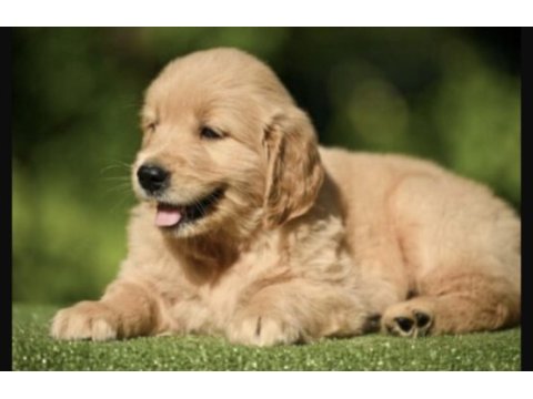 Golden retriever bebekler