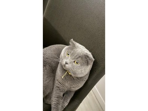 Kedimiz devran için yeni sıcak ve huzurlu yuva arıyoruz