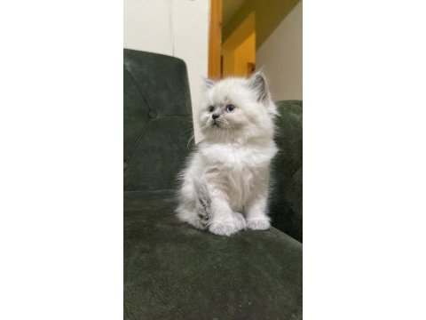 Dişi ve erkek british longhair bebekler