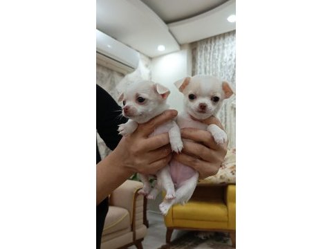 Şivava, chihuahua yavrularımıza yuva arıyoruz