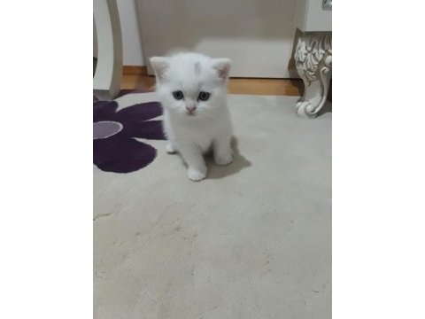 Sevimli british longhair kediler