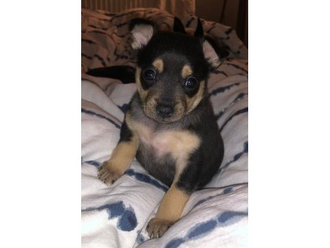 0 numara minyatür dişi pinscher 20 günlük