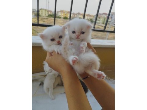 Minik british longhair yavrularım yeni yuvalarını arıyor