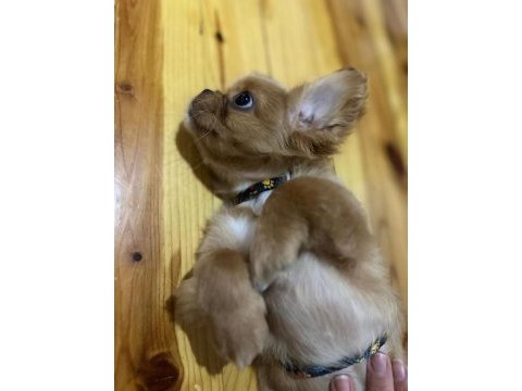 Yavrumuza yuva arıyoruz - maltipoo