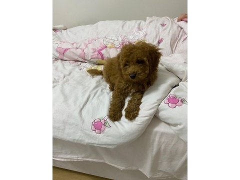 Aşıları tam 80 günlük toy poodle