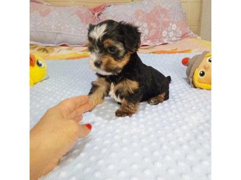 Yorkshire terrier teacup biewer