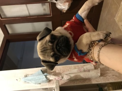 Pug kızıma sıcak aile arıyorum