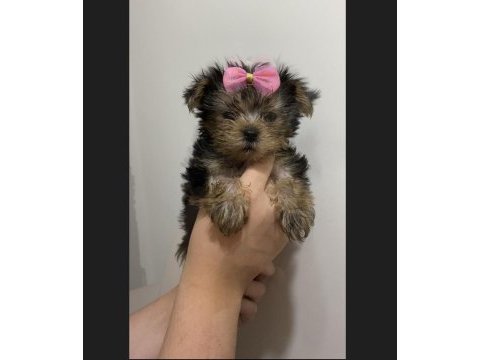 Teacup yorkshire terrier yavrular