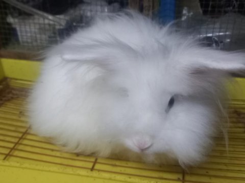 1 aylık orjinal angora (akara) tavşan yavruları