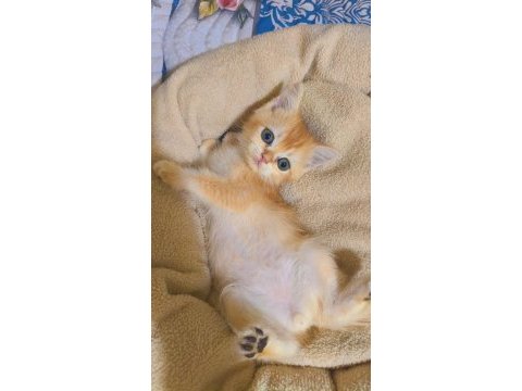 Golden british shorthair yavrular