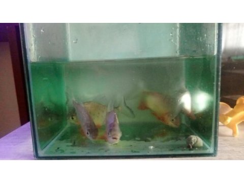 Pacu pirana 15 16 17 cm boy