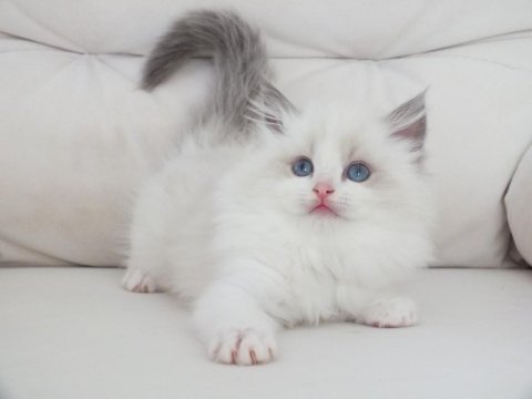 Full şecereli ragdoll yavruları