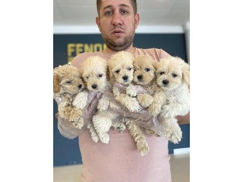 Wc eğtimli maltipo yavrular toy poodle yavrular ankara