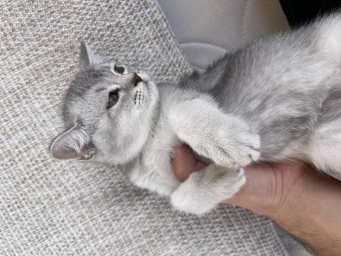 British shorthair