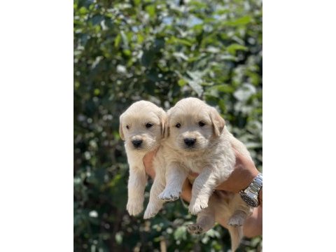 Sizinde böyle bir golden retriever yavrunuz olmasın mı?