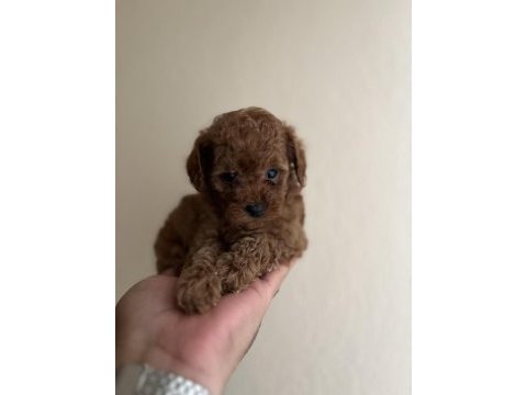 Teacup dişi red poodle