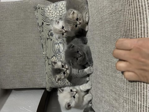 Scottish fold yavrularımıza yeni yuvalarını arıyoruz