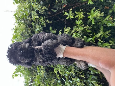 Toy poodle bebekler