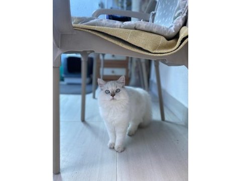5 aylık british longhair dişi kedimiz