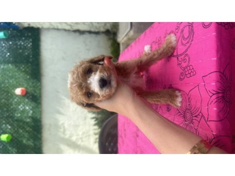 A kalite maltipoo