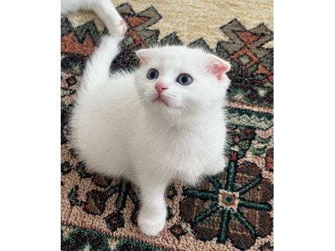 Scottish fold paşam hazır