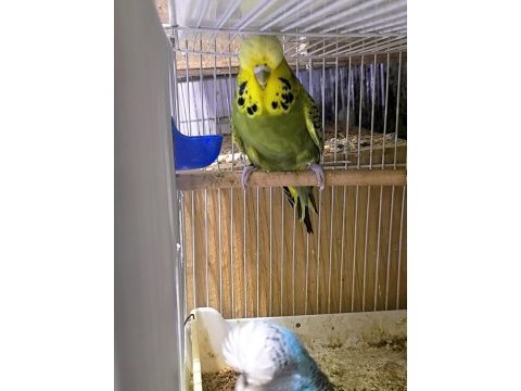 Show jumbo çift muhabbet kuşu